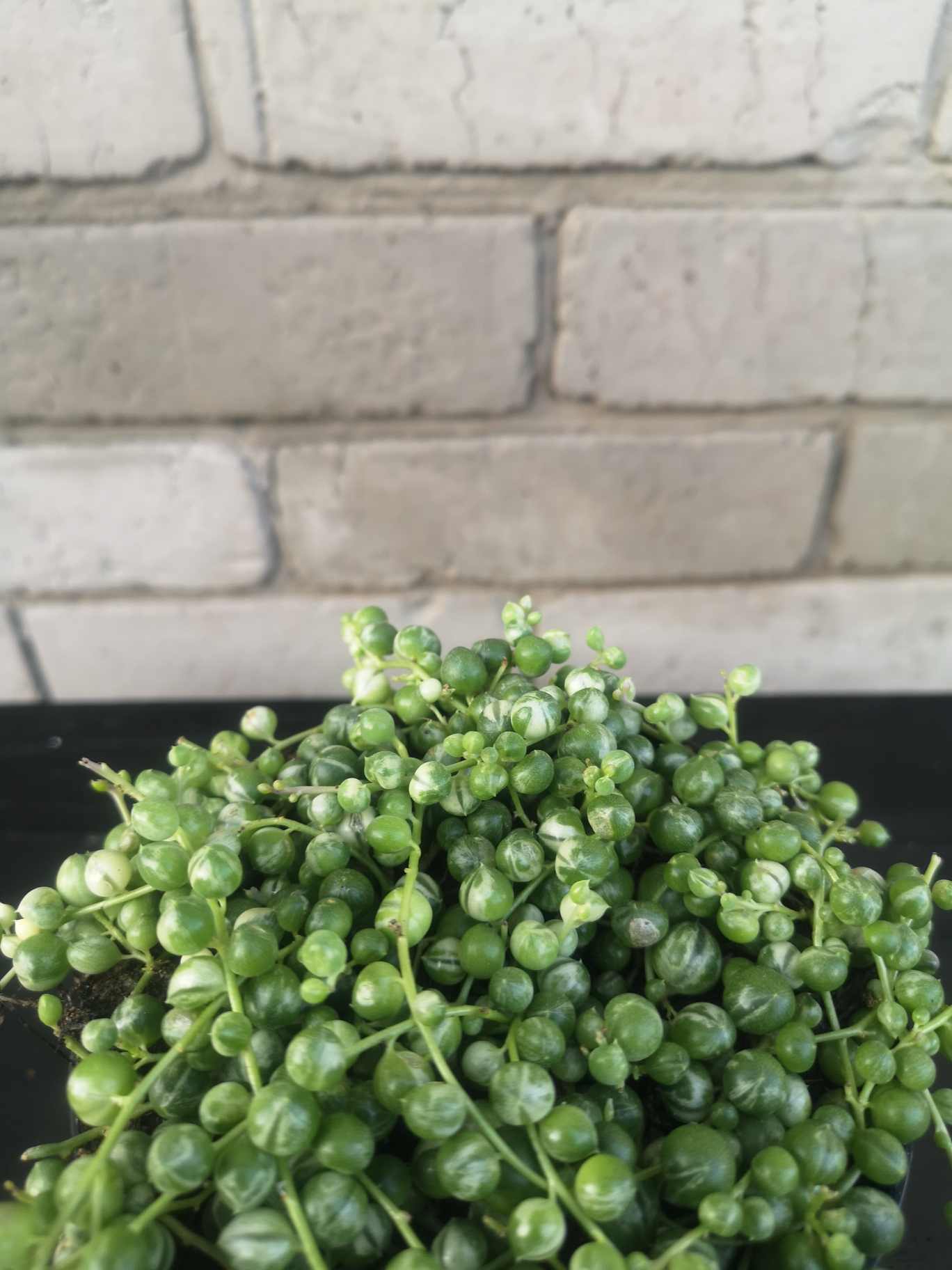String of pearls Variegated