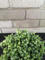 Load image into Gallery viewer, String of pearls Variegated
