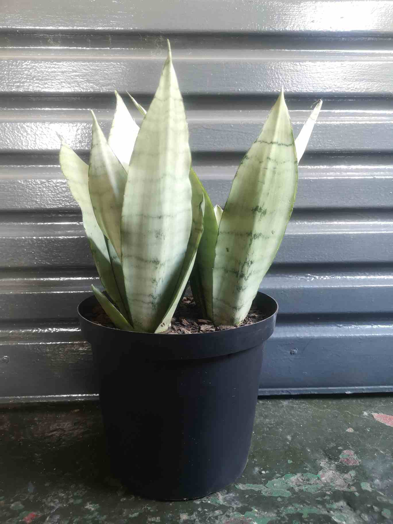Snake Plant - Moonshine Large Mother in laws tongue
