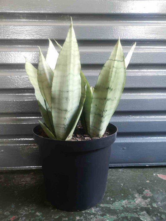 Snake Plant - Moonshine Large Mother in laws tongue