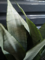 Load image into Gallery viewer, Snake Plant - Moonshine Large Mother in laws tongue
