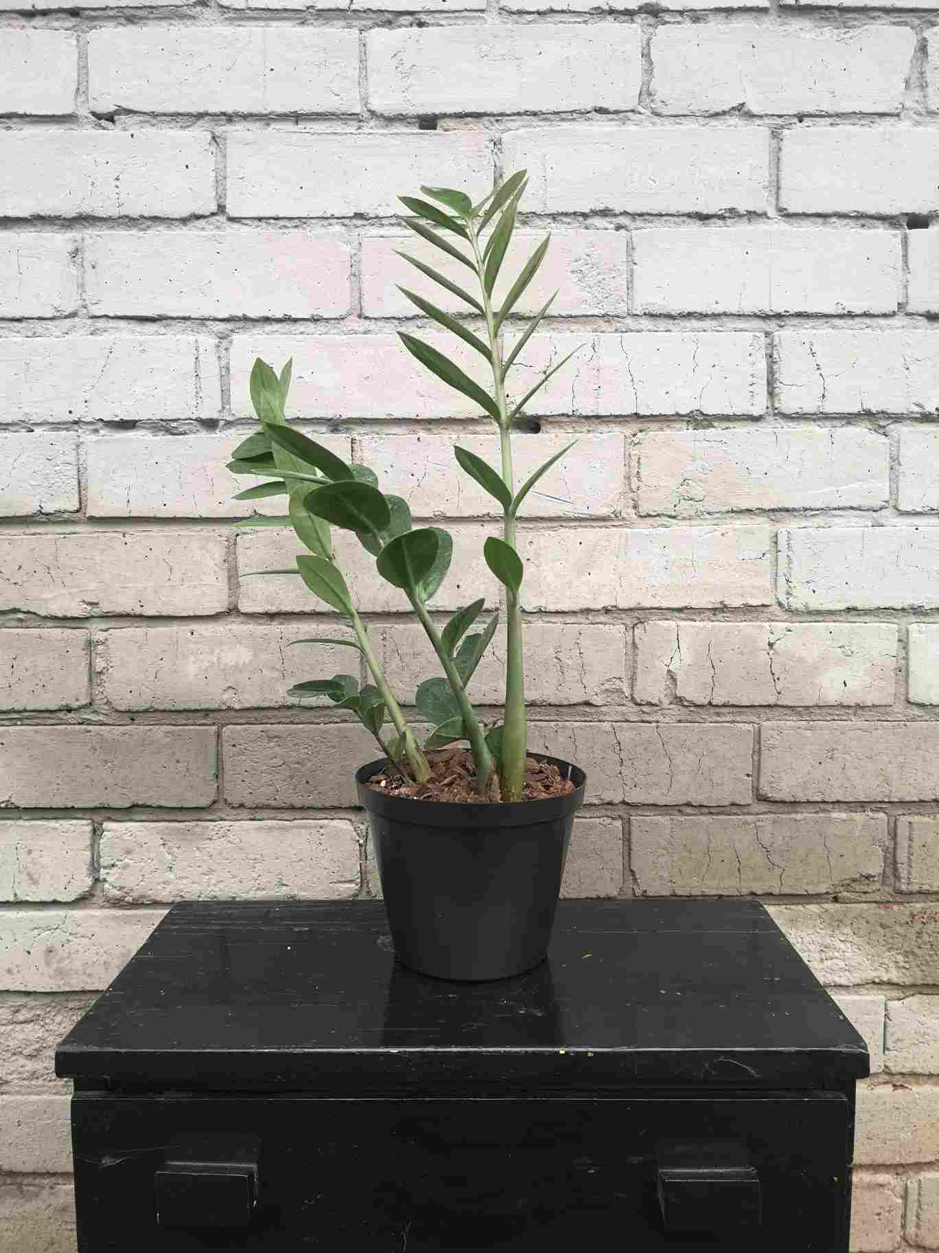 ZZ Plant Green