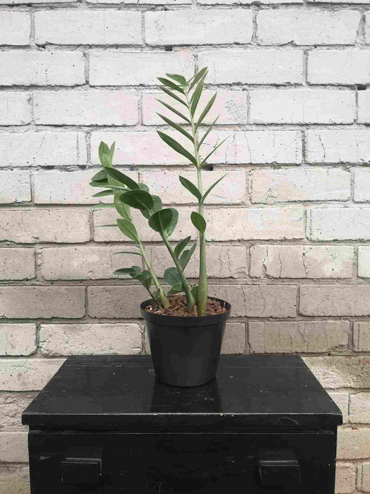 ZZ Plant Green