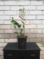 Load image into Gallery viewer, ZZ Plant Green
