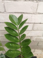 Load image into Gallery viewer, ZZ Plant Green
