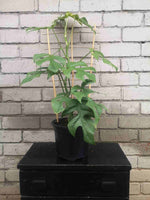 Load image into Gallery viewer, Rhaphidophora Tetrosperma
