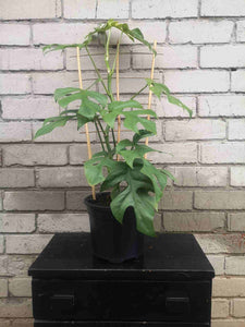 Rhaphidophora Tetrosperma