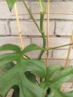 Load image into Gallery viewer, Rhaphidophora Tetrosperma
