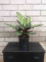 Load image into Gallery viewer, Calathea Rattlesnake
