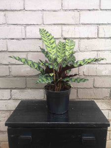 Calathea Rattlesnake