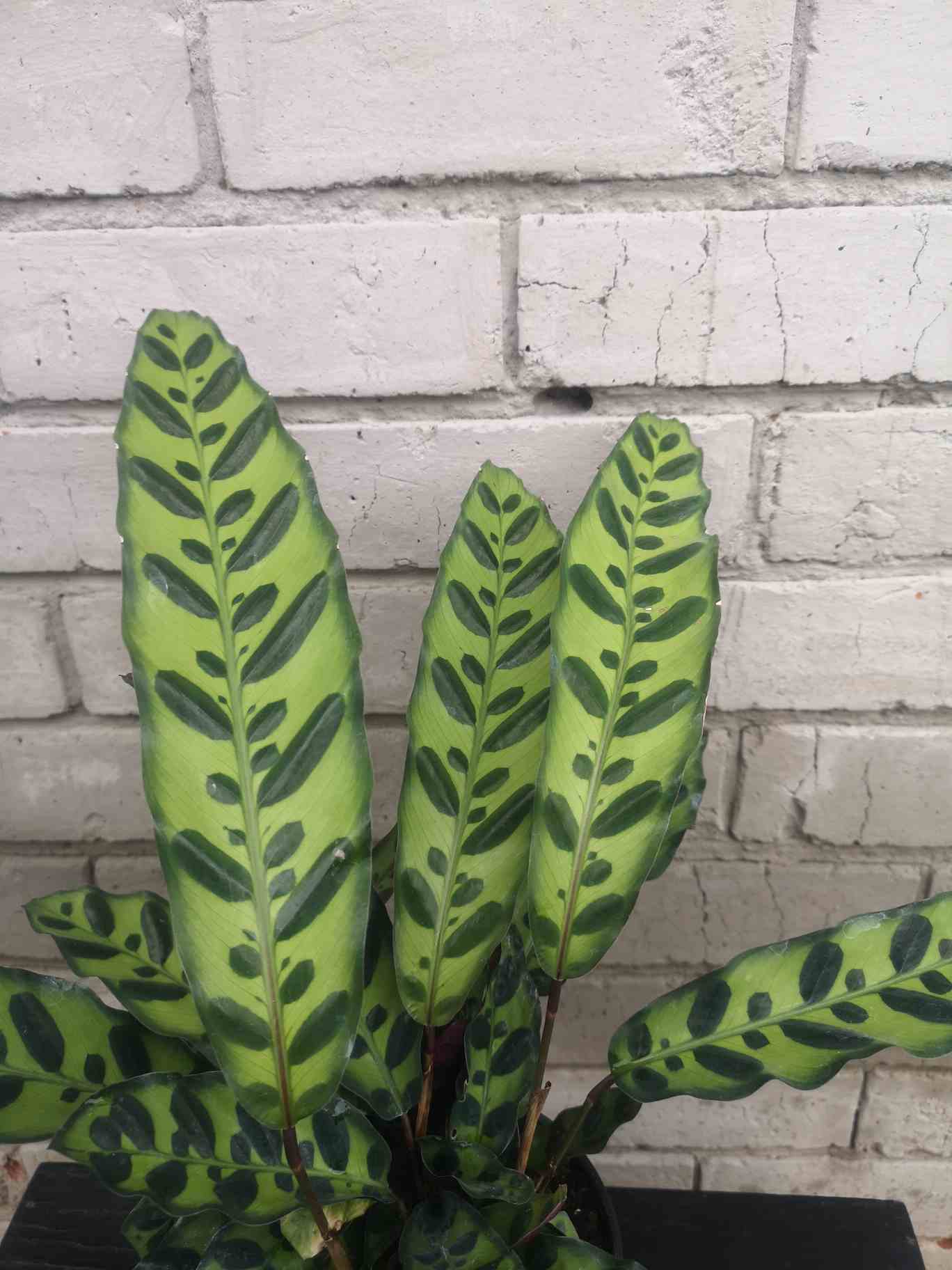 Calathea Rattlesnake