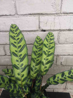 Load image into Gallery viewer, Calathea Rattlesnake
