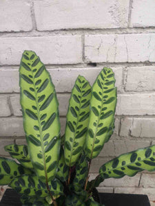 Calathea Rattlesnake