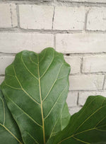 Load image into Gallery viewer, Ficus Fiddle leaf fig
