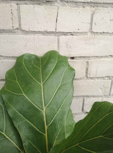Ficus Fiddle leaf fig