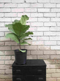 Ficus Fiddle leaf fig