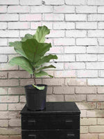 Load image into Gallery viewer, Ficus Fiddle leaf fig
