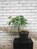 Load image into Gallery viewer, Rhaphidophora Decursiva
