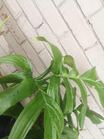 Load image into Gallery viewer, Rhaphidophora Decursiva
