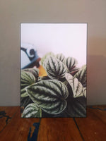 Load image into Gallery viewer, Boxed plant canvas Peperomia Olga
