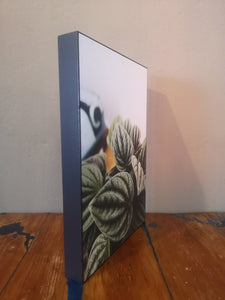 Boxed plant canvas Peperomia Olga