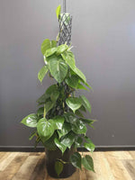 Load image into Gallery viewer, Philodendron Scandens Green - Pole
