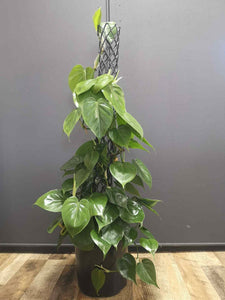 Philodendron Scandens Green - Pole
