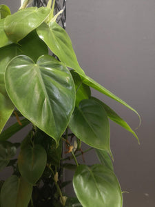 Philodendron Scandens Green - Pole