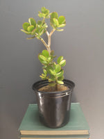 Load image into Gallery viewer, Jade Money Plant

