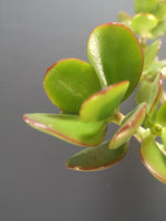 Load image into Gallery viewer, Jade Money Plant
