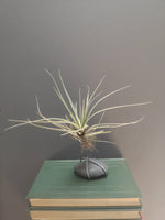 Load image into Gallery viewer, Airplant with stand
