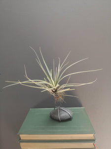 Airplant with stand
