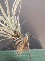 Load image into Gallery viewer, Airplant with stand
