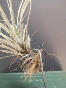 Airplant with stand