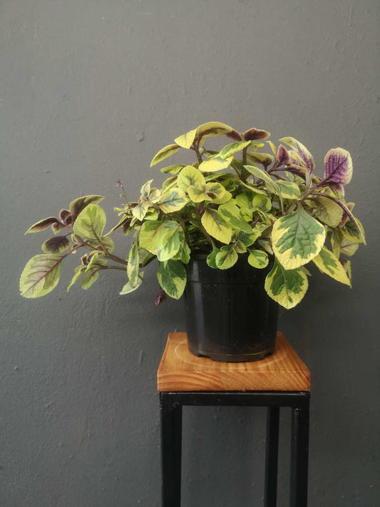 Plectranthus ciliatus troy's gold