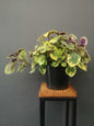 Plectranthus ciliatus troy's gold
