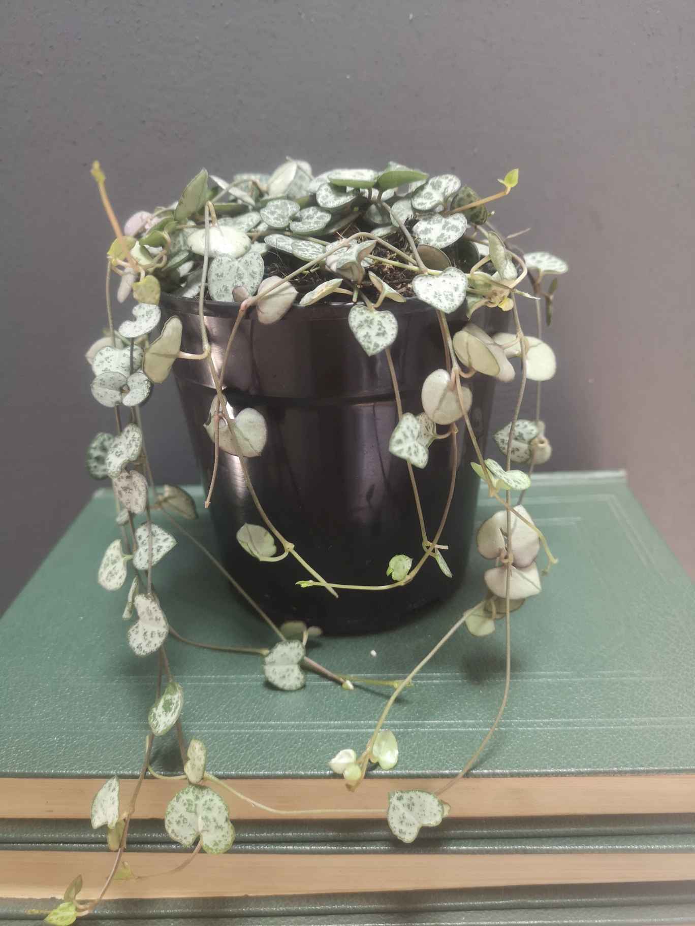 String of hearts full pot