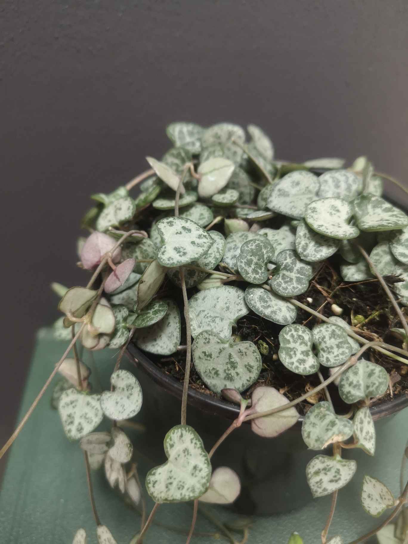 String of hearts full pot