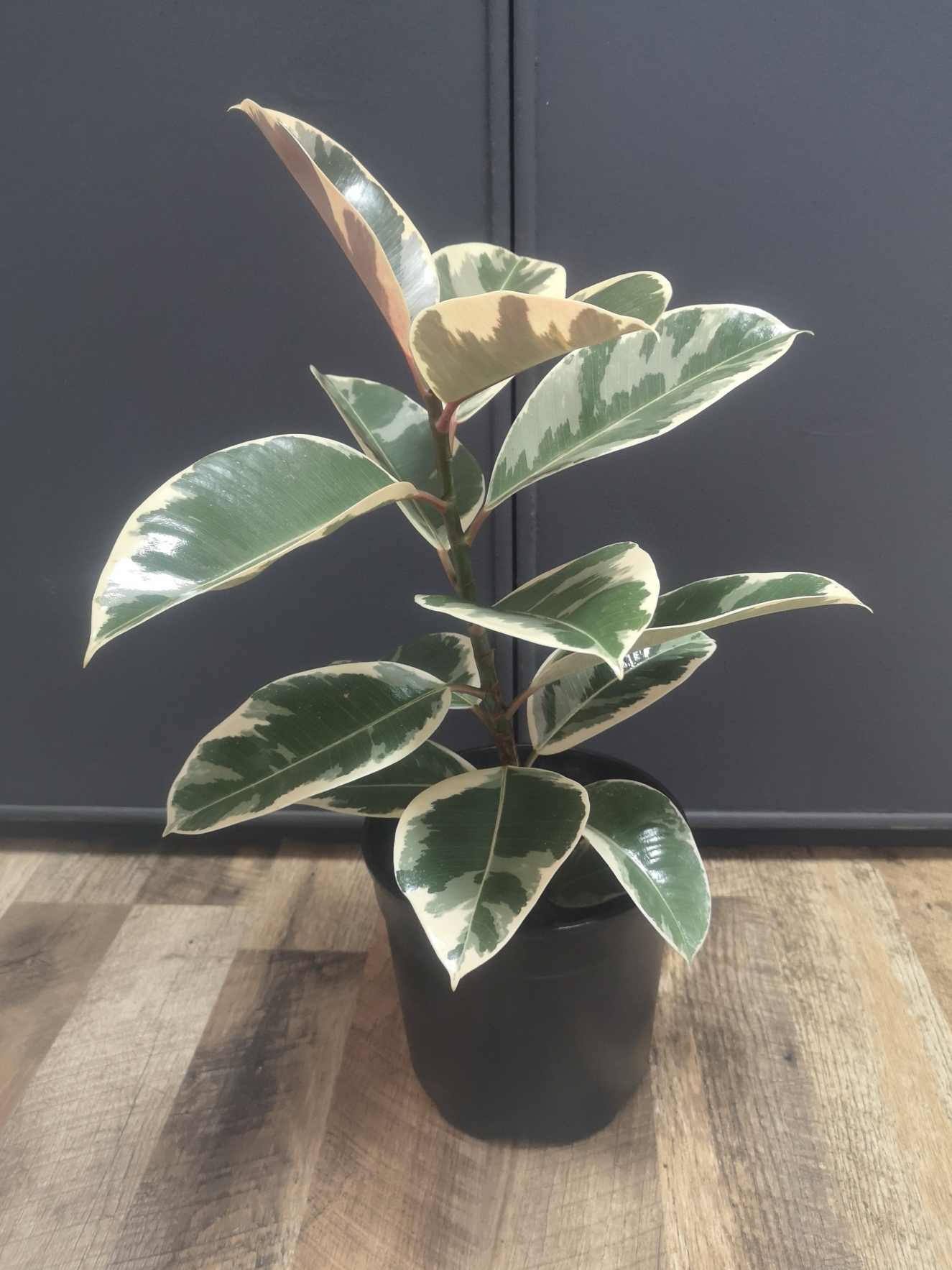 Ficus Elastica Tineke Variegated Rubber tree