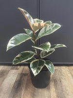 Load image into Gallery viewer, Ficus Elastica Tineke Variegated Rubber tree
