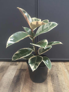 Ficus Elastica Tineke Variegated Rubber tree