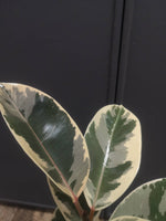 Load image into Gallery viewer, Ficus Elastica Tineke Variegated Rubber tree
