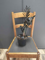 Load image into Gallery viewer, ZZ Plant Raven
