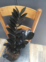 Load image into Gallery viewer, ZZ Plant Raven
