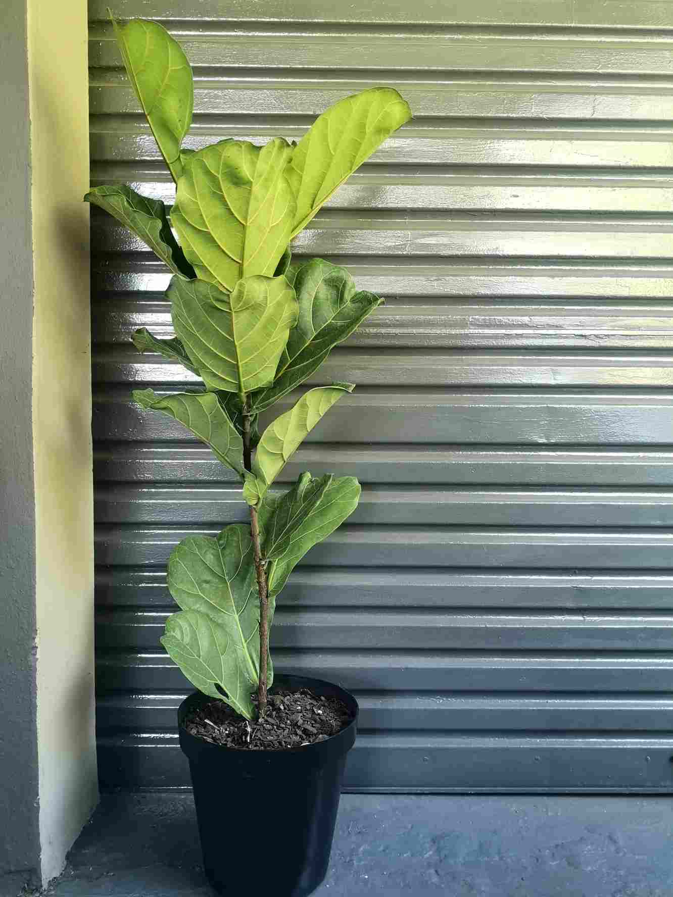 Ficus Fiddle leaf fig XL