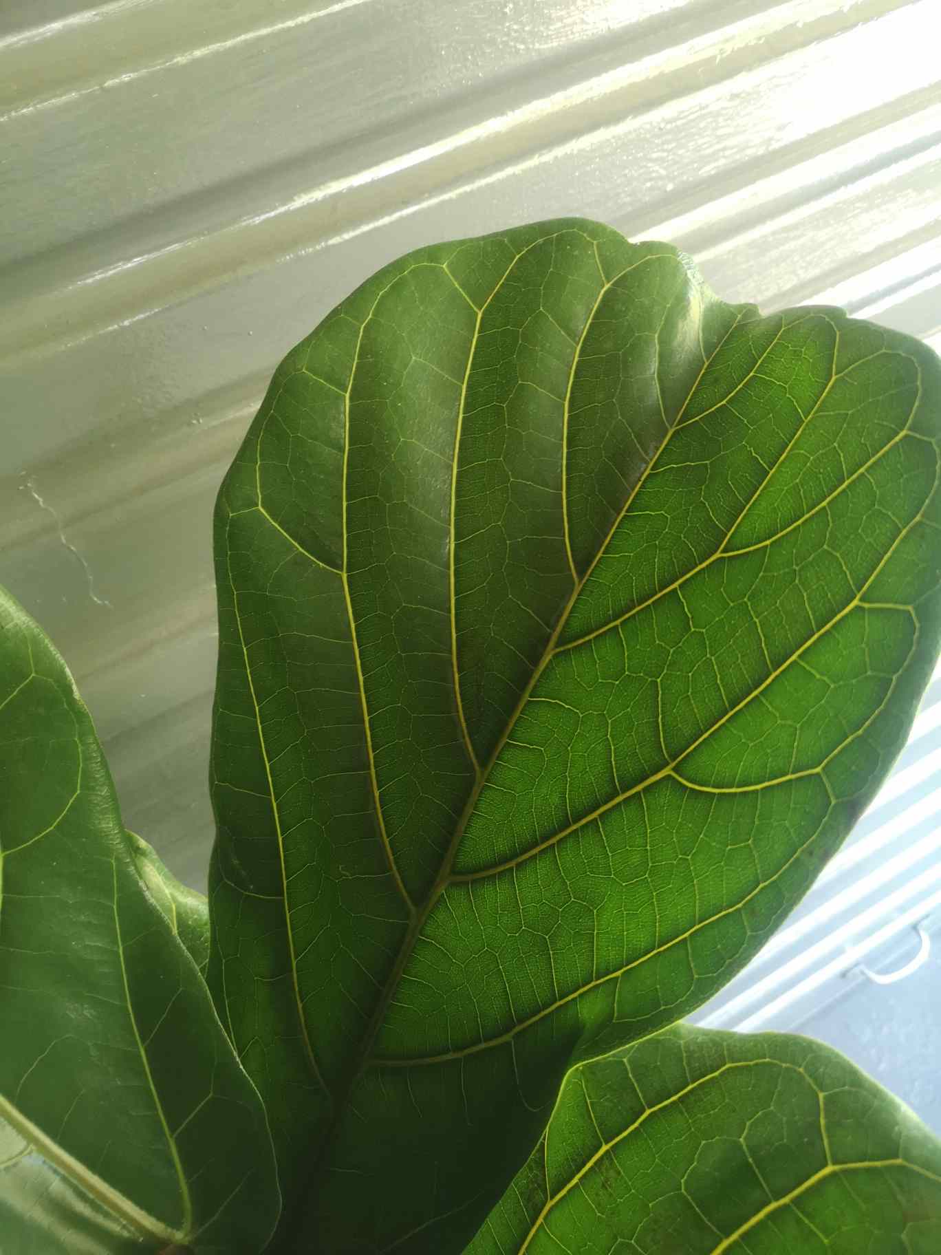 Ficus Fiddle leaf fig XL