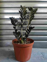 Load image into Gallery viewer, ZZ Plant Raven Large

