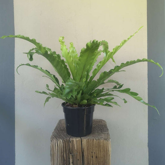 Crispy wave fern