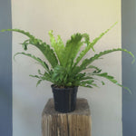Load image into Gallery viewer, Crispy wave fern
