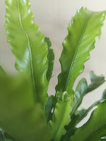 Load image into Gallery viewer, Crispy wave fern
